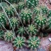 Trichocereus_candicans